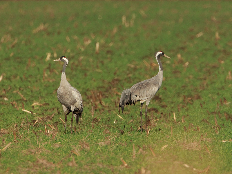 Grus grus Kraanvogel Common Crane
